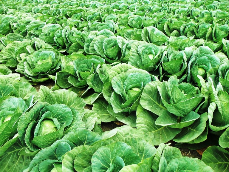 Lettuce (Cabbage)