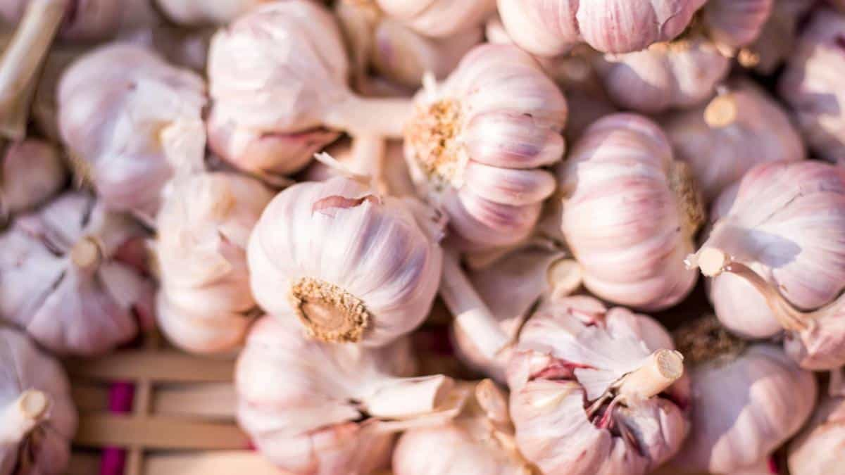 Garlic (White & Purple)